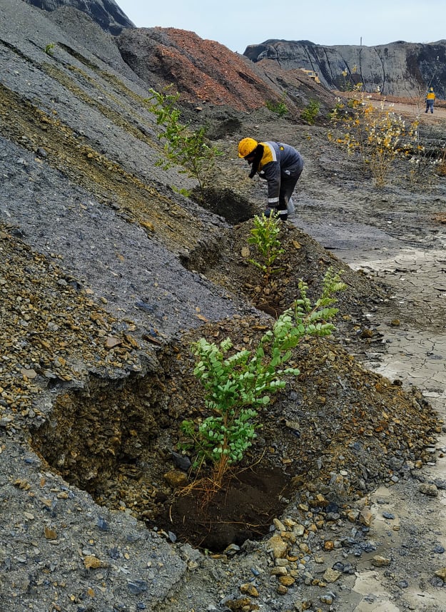 Dobropil’s’ka CEP employees continue planting trees on spoil tips.  1