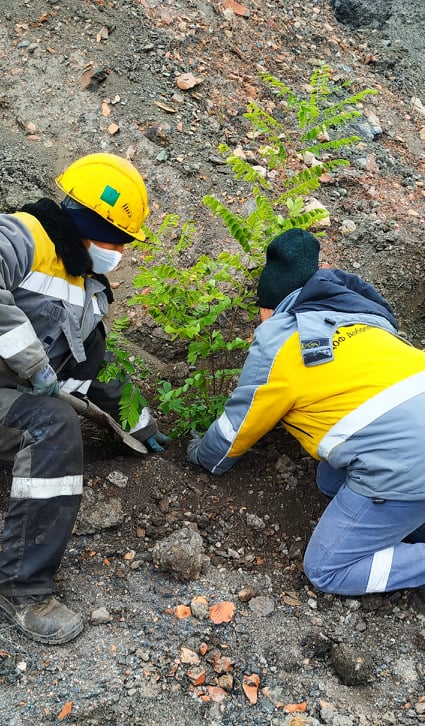 Dobropil’s’ka CEP employees continue planting trees on spoil tips.  2