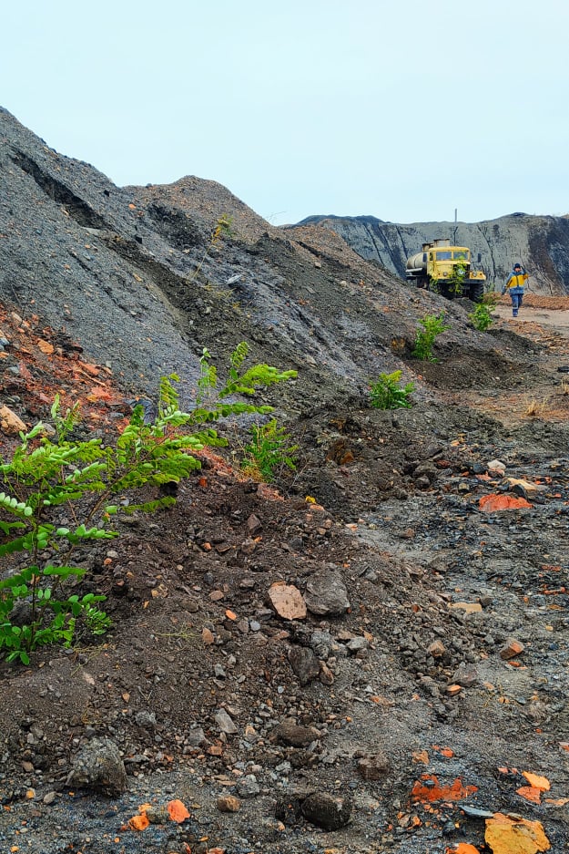 Dobropil’s’ka CEP employees continue planting trees on spoil tips.  3