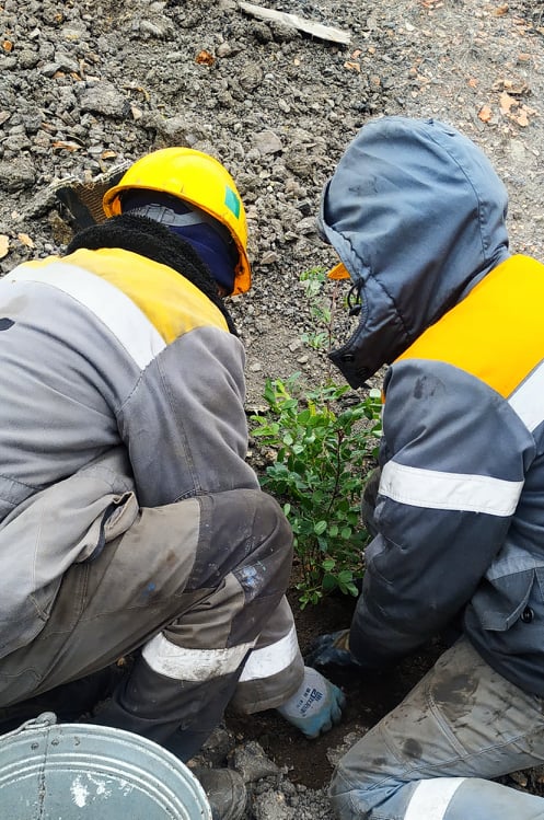 Dobropil’s’ka CEP employees continue planting trees on spoil tips.  4